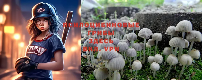 Псилоцибиновые грибы Psilocybine cubensis  Жуков 